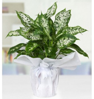 Dieffenbachia Camilla - Difenbahya